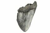 Partial Megalodon Tooth - South Carolina #193953-1